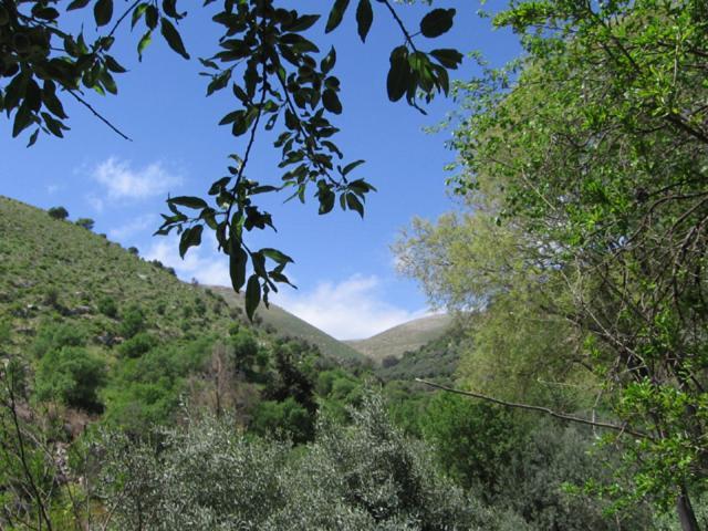 פינה שקטה בראש פינה העתיקה Pina Shketa In Old Rosh-pina *